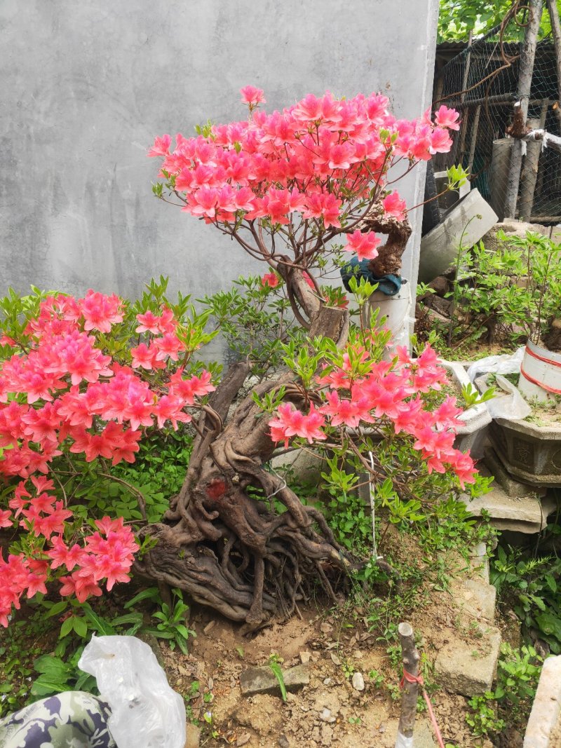杜鹃花，杜鹃树桩，杜鹃盆景，杜鹃造型，大小规格齐全，