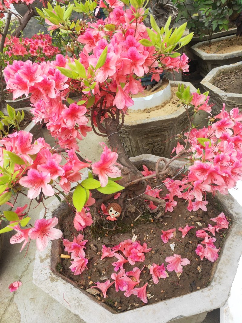 杜鹃花，杜鹃树桩，杜鹃盆景，杜鹃造型，大小规格齐全，
