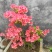 杜鹃花，杜鹃树桩，杜鹃盆景，杜鹃造型，大小规格齐全，