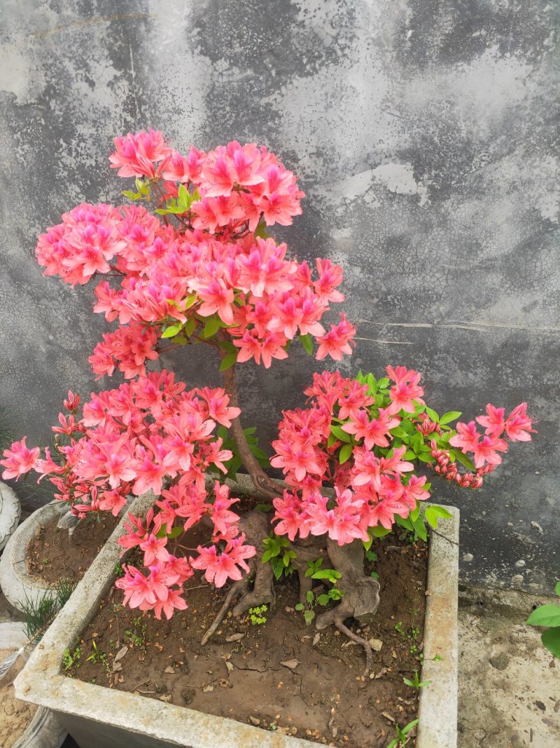 杜鹃花，杜鹃树桩，杜鹃盆景，杜鹃造型，大小规格齐全，