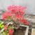 杜鹃花，杜鹃树桩，杜鹃盆景，杜鹃造型，大小规格齐全，