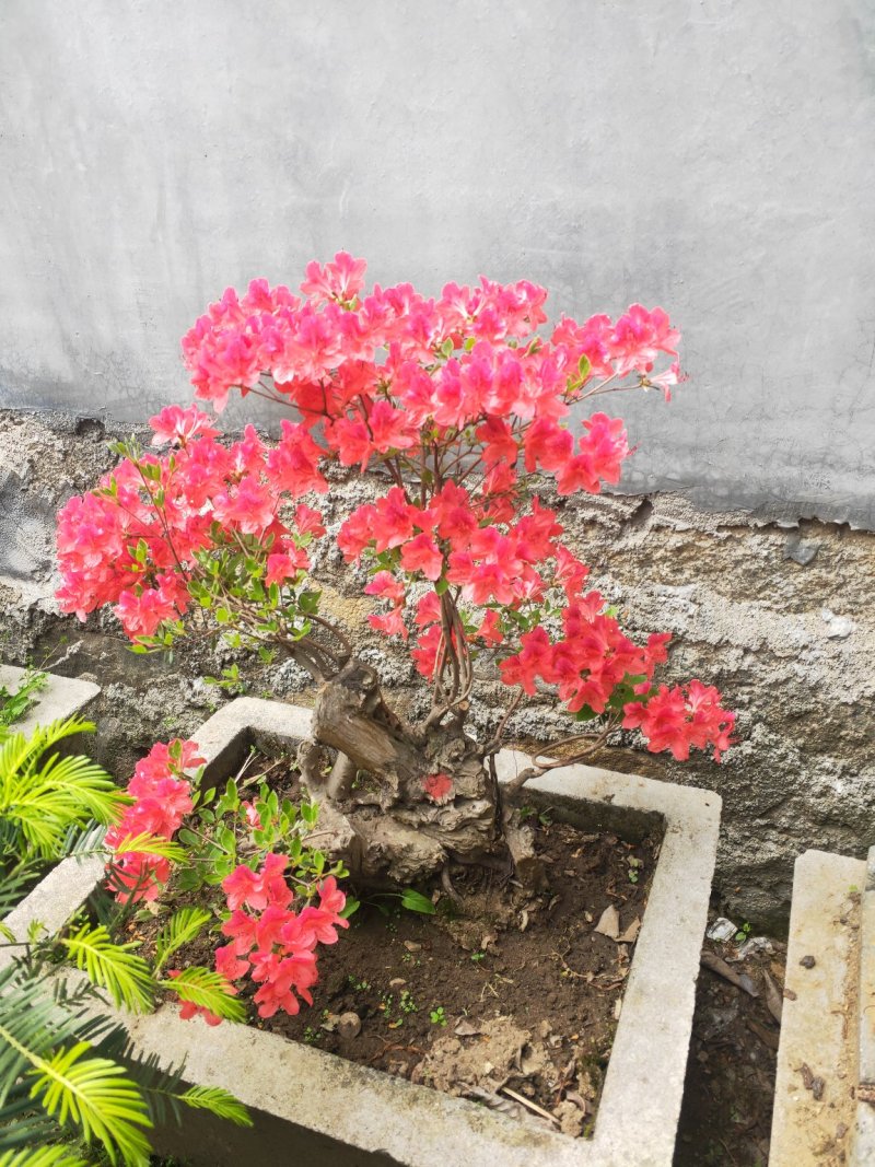 杜鹃花，杜鹃树桩，杜鹃盆景，杜鹃造型，大小规格齐全，
