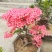 杜鹃花，杜鹃树桩，杜鹃盆景，杜鹃造型，大小规格齐全，