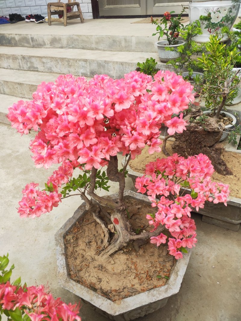 杜鹃花，杜鹃树桩，杜鹃盆景，杜鹃造型，大小规格齐全，
