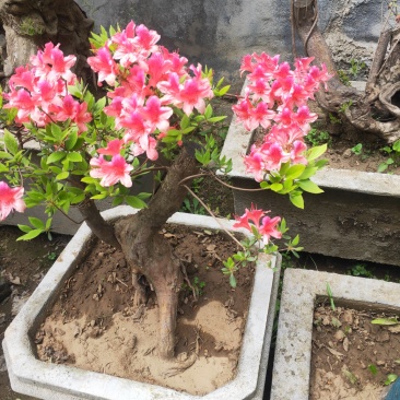 杜鹃花，杜鹃树桩，杜鹃盆景，杜鹃造型，大小规格齐全，