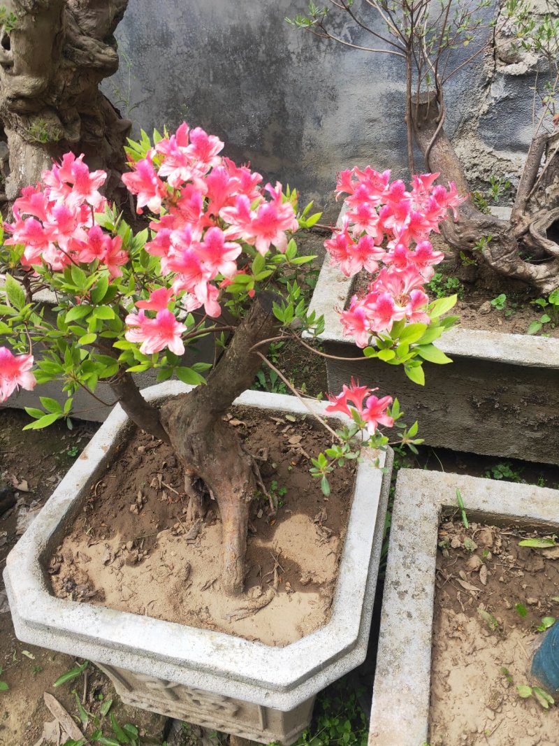 杜鹃花，杜鹃树桩，杜鹃盆景，杜鹃造型，大小规格齐全，