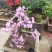 杜鹃花，杜鹃树桩，杜鹃盆景，杜鹃造型，大小规格齐全，