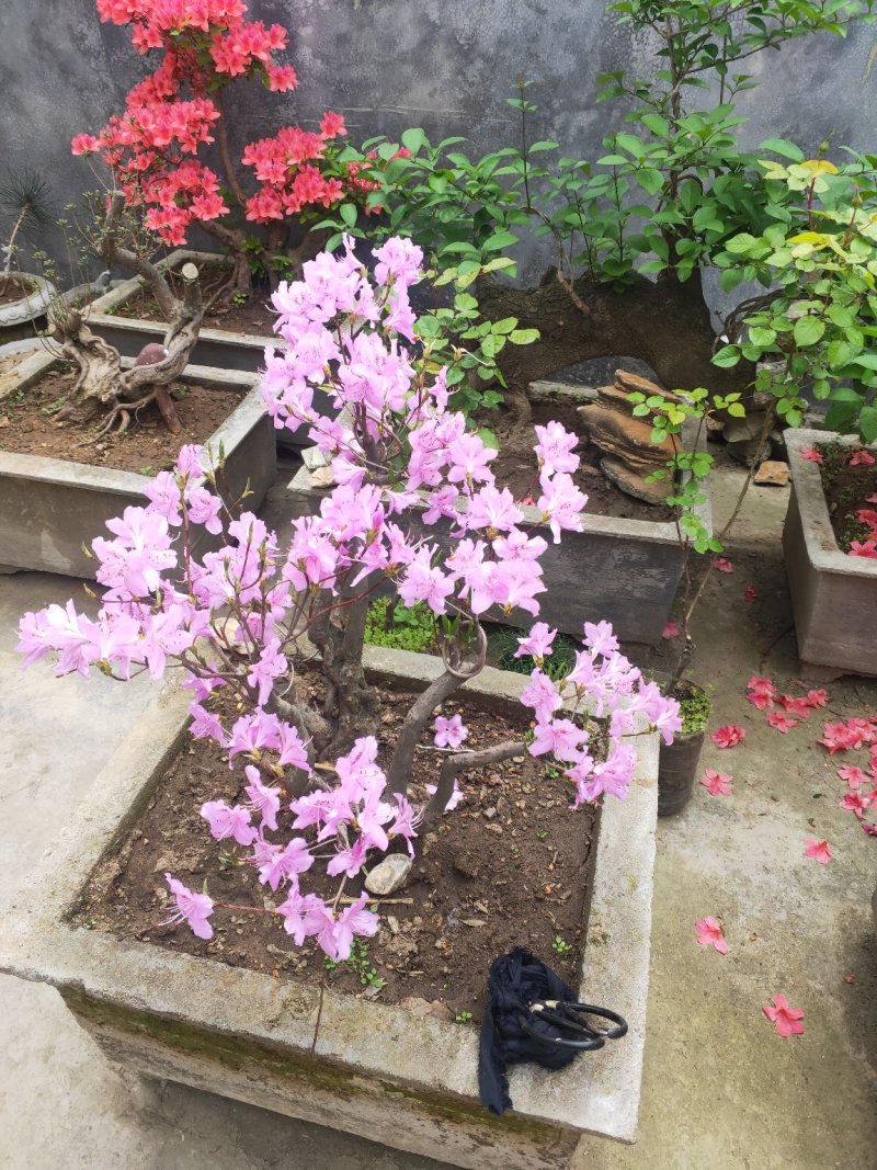 杜鹃花，杜鹃树桩，杜鹃盆景，杜鹃造型，大小规格齐全，