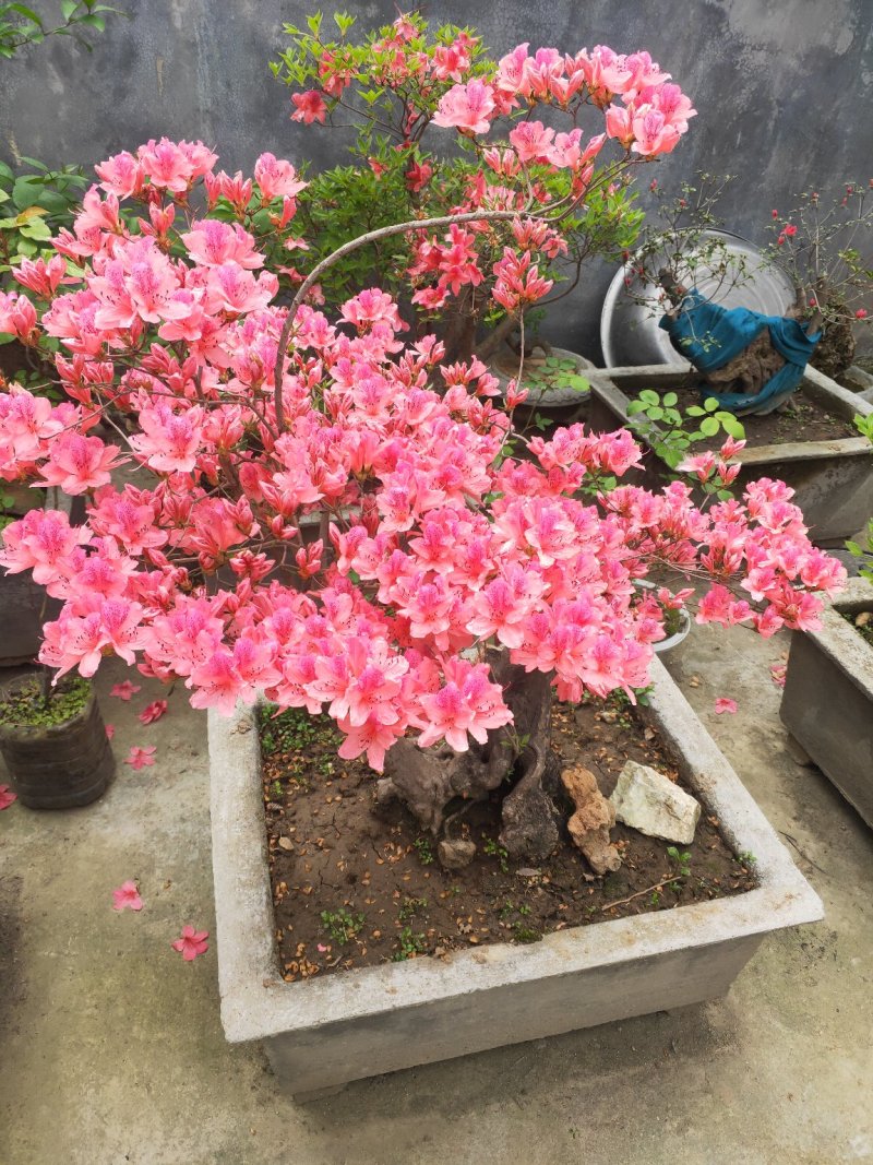 杜鹃花，杜鹃树桩，杜鹃盆景，杜鹃造型，大小规格齐全，