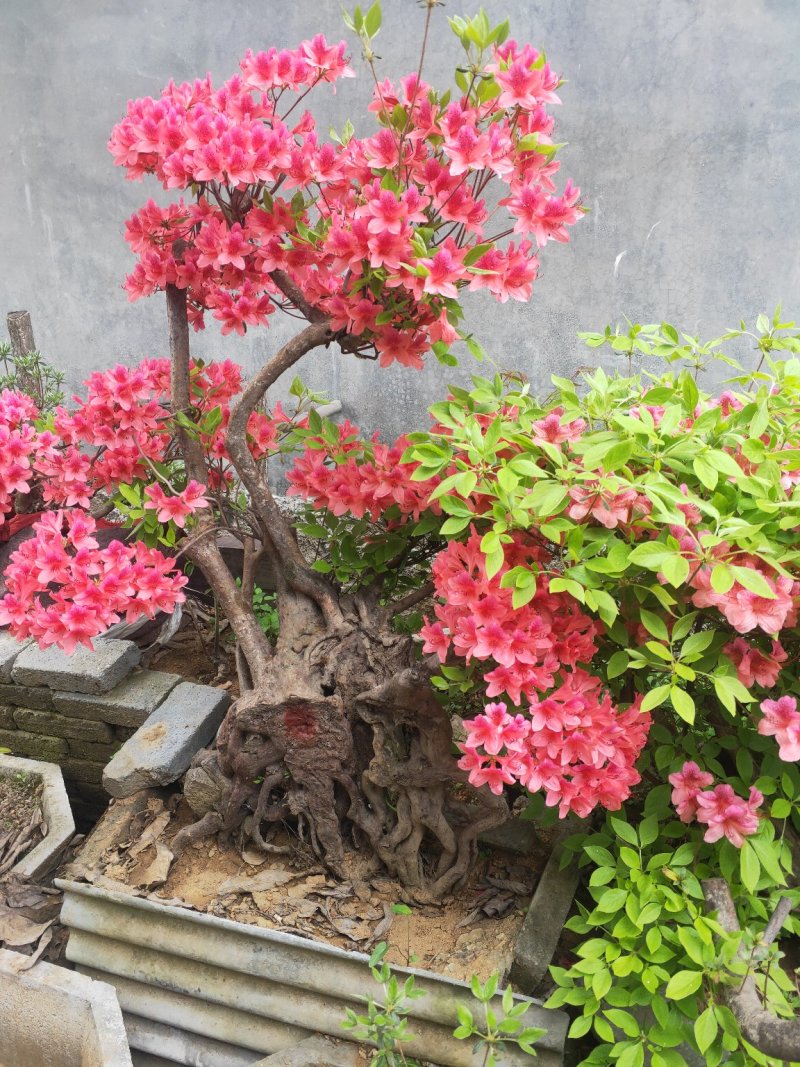杜鹃花，杜鹃树桩，杜鹃盆景，杜鹃造型，大小规格齐全，