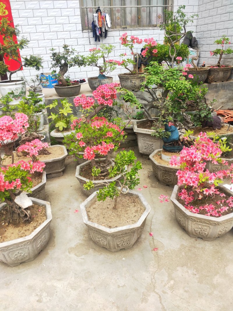 杜鹃花，杜鹃树桩，杜鹃盆景，杜鹃造型，大小规格齐全，