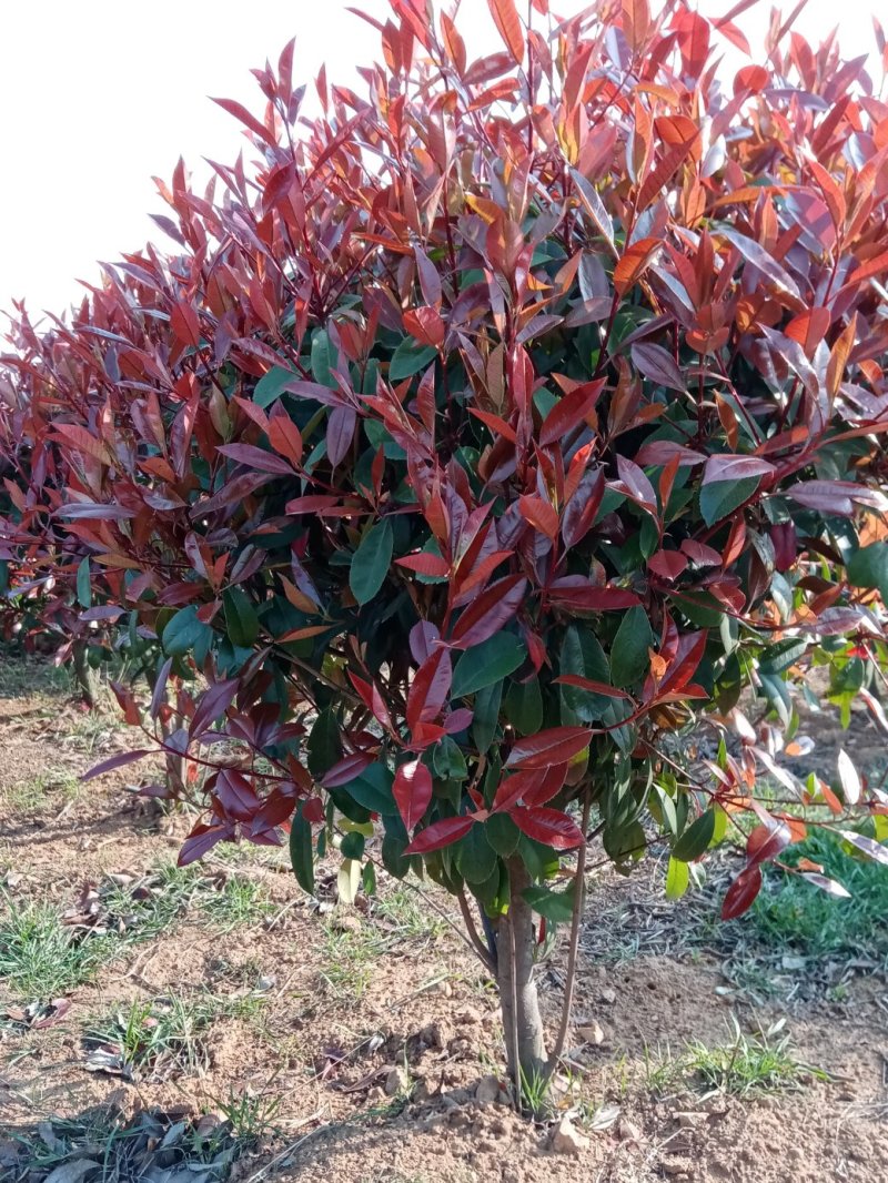 红叶石楠