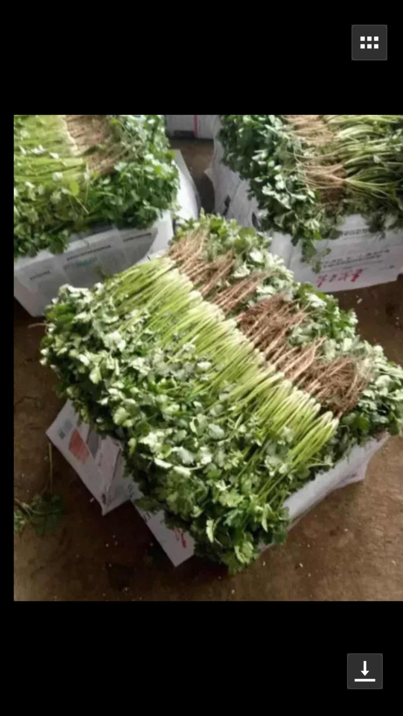 香菜质量好，面积大期待与新老客户合作