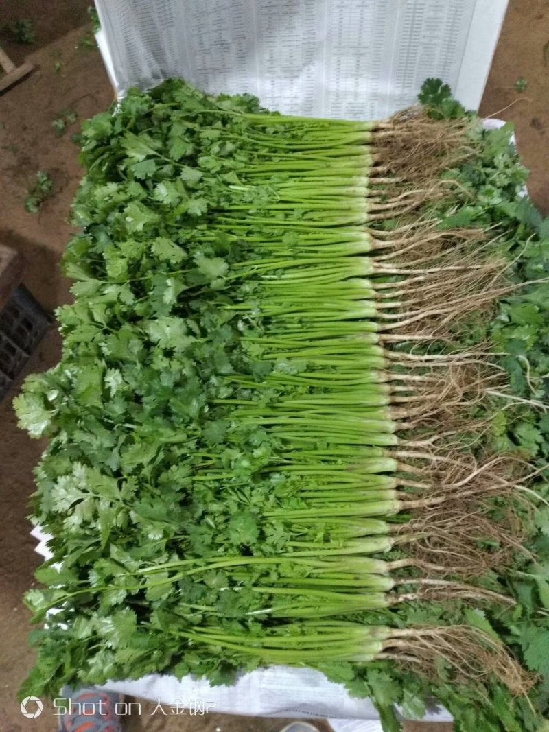 香菜质量好，面积大期待与新老客户合作