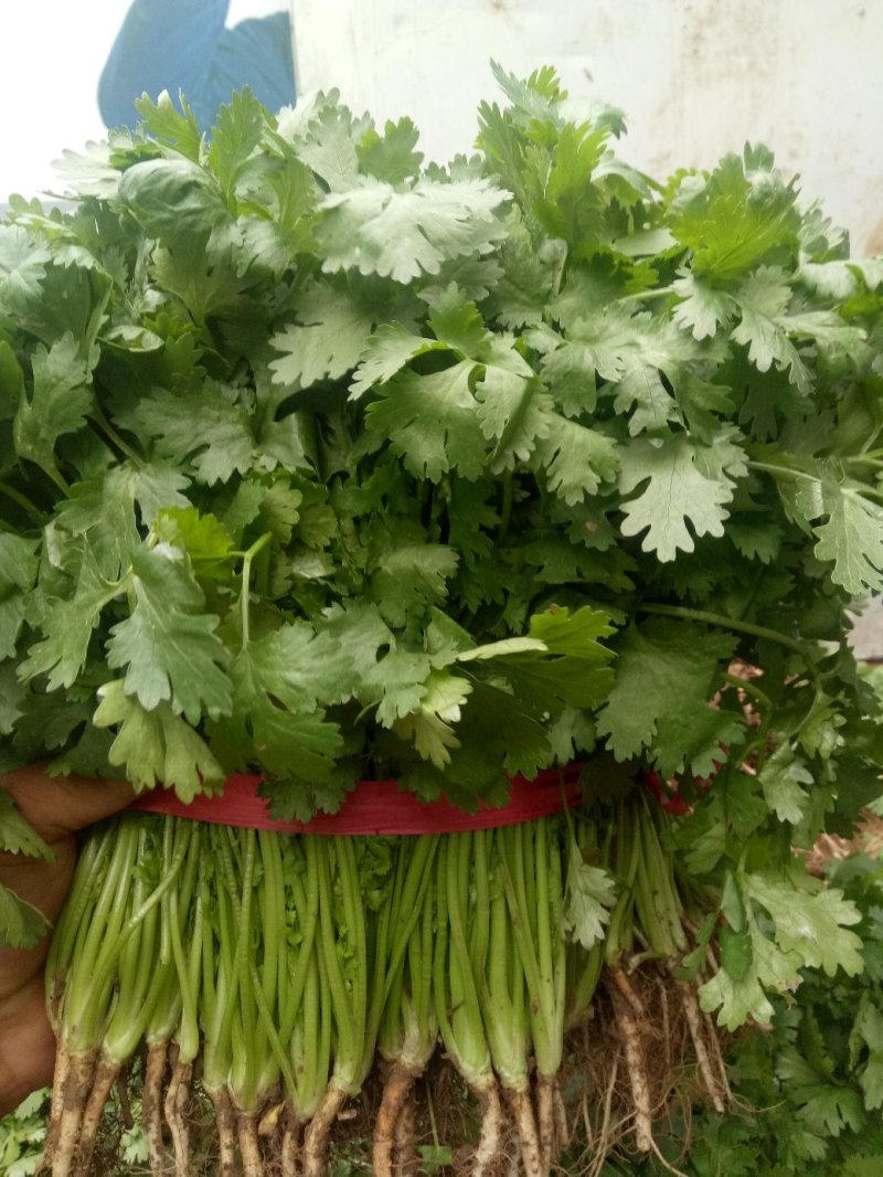 香菜质量好，面积大期待与新老客户合作