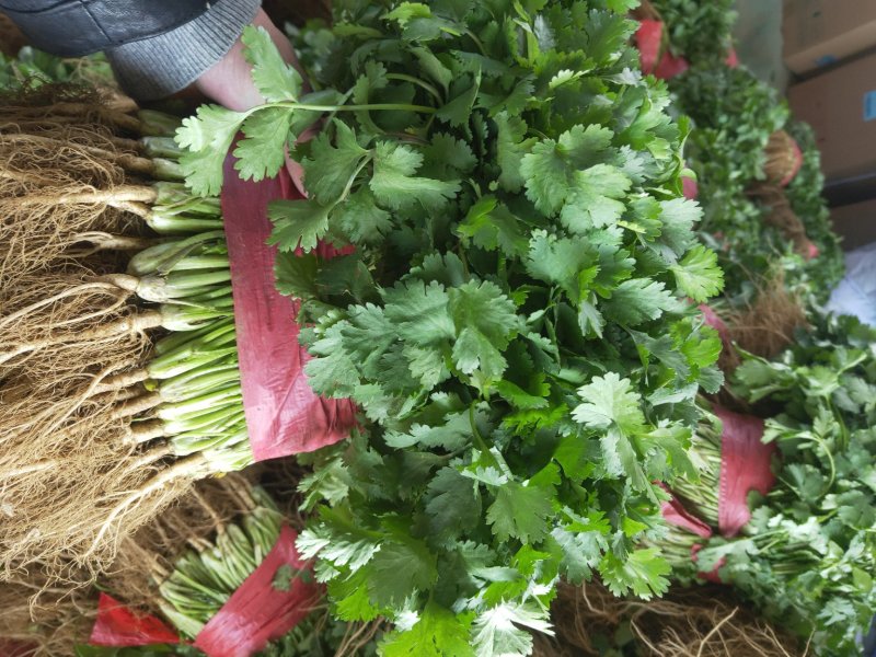 香菜质量好，面积大期待与新老客户合作