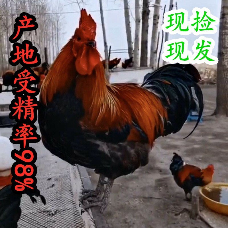 青脚黑瑶麻鸡种蛋九斤红快大型K9受精孵化蛋