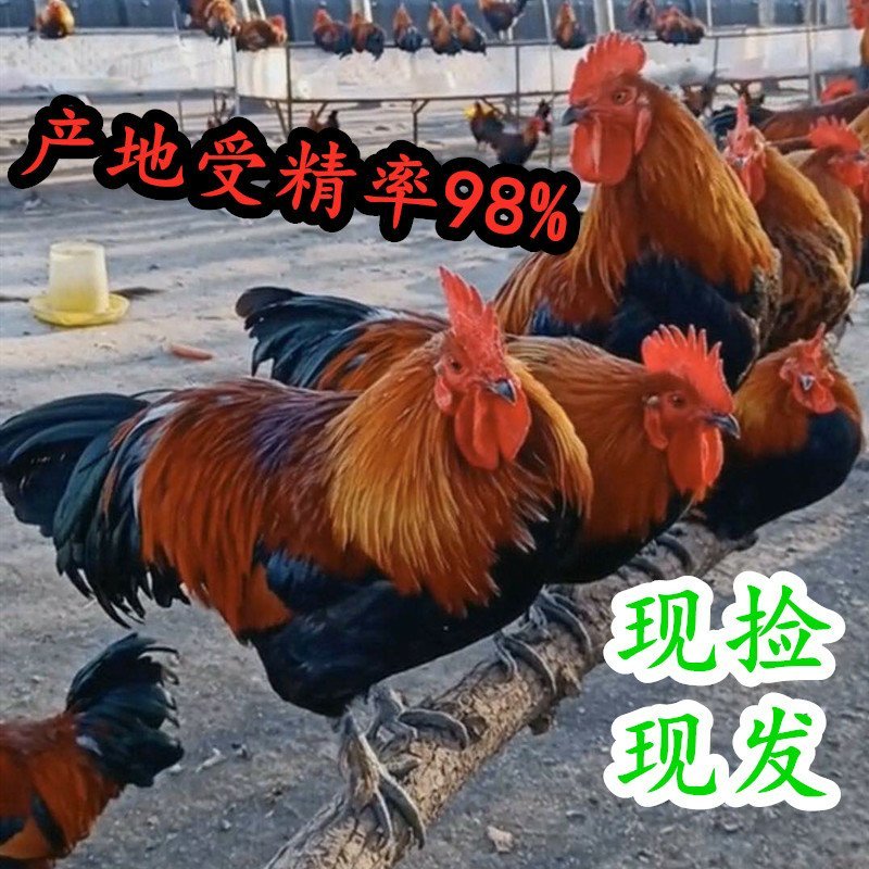 青脚黑瑶麻鸡种蛋九斤红快大型K9受精孵化蛋