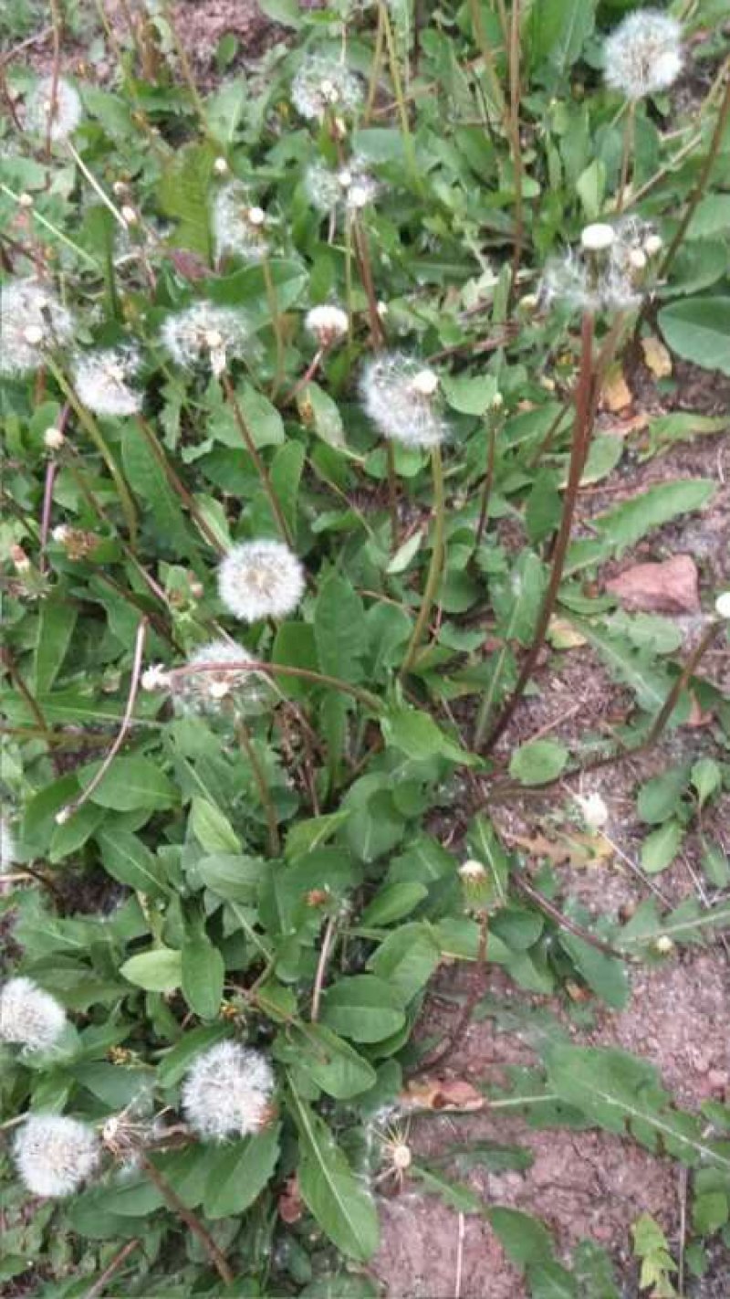 蒲公英种苗