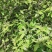 野生金银花，每人都需它。纯野生深山老林金银花。