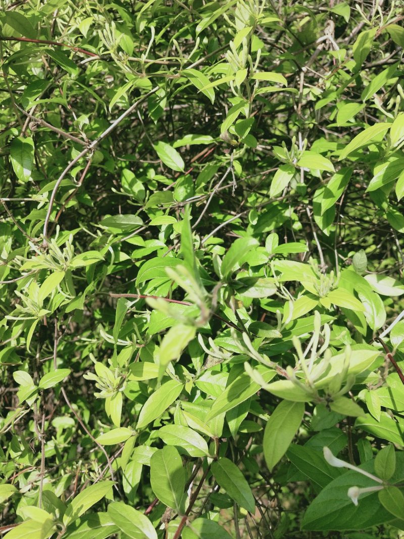 野生金银花，每人都需它。纯野生深山老林金银花。