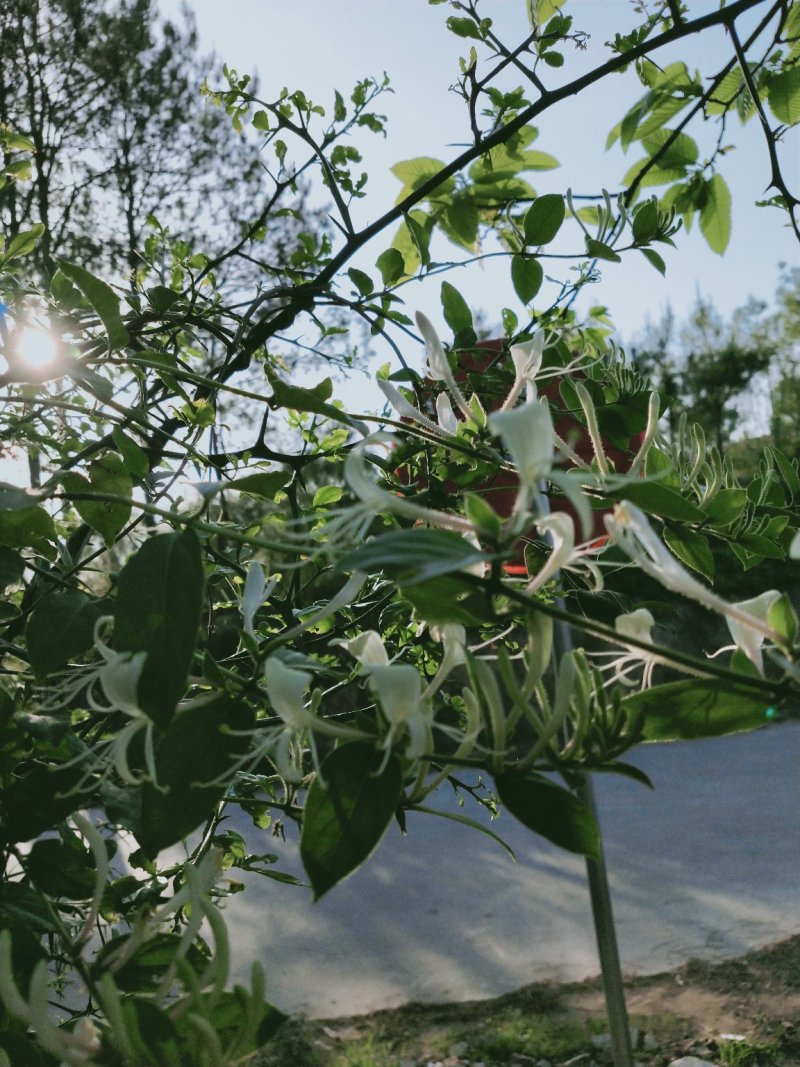 野生金银花，每人都需它。纯野生深山老林金银花。