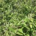野生金银花，每人都需它。纯野生深山老林金银花。