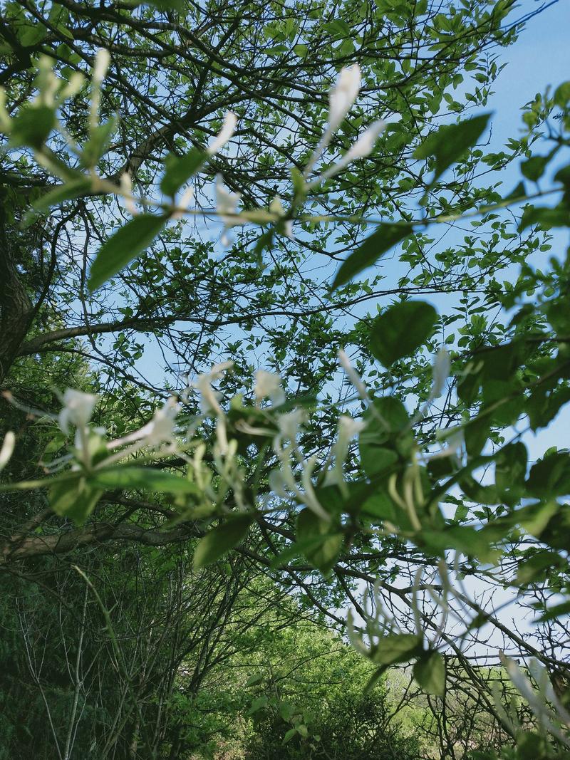 野生金银花，每人都需它。纯野生深山老林金银花。