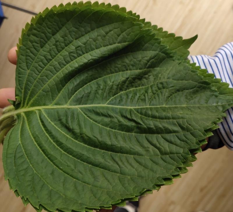 紫背香苏子叶种籽香嫩包肉观赏食用四季盆栽种植农韩国特色蔬