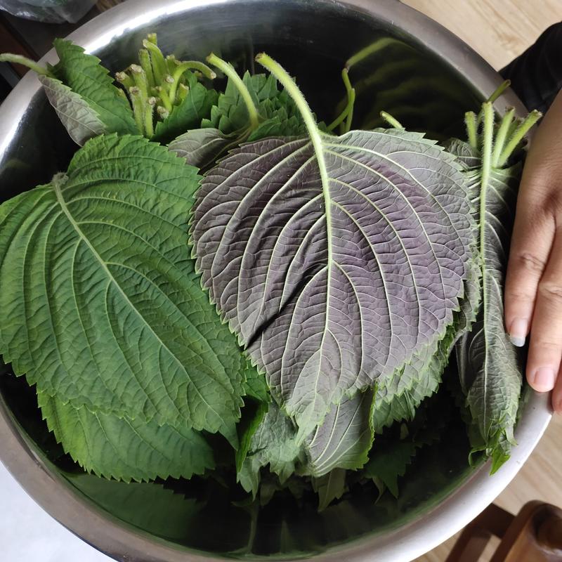 紫背香苏子叶种籽香嫩包肉观赏食用四季盆栽种植农韩国特色蔬