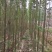 泡桐苗