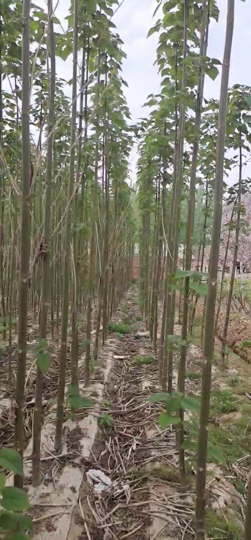 泡桐苗