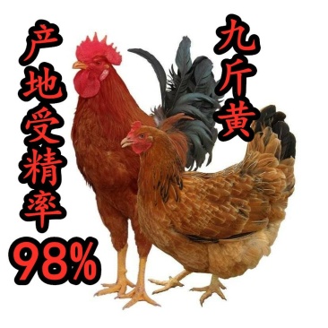 九斤黄大型受精种蛋孵化蛋人工授精产地受精率达到98以上