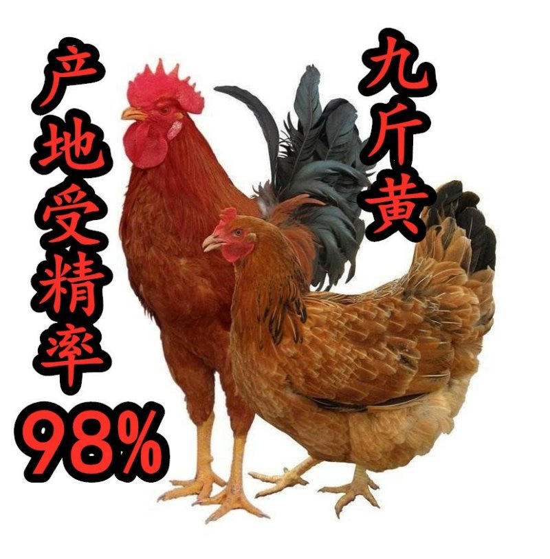 九斤黄大型受精种蛋孵化蛋人工授精产地受精率达到98以上