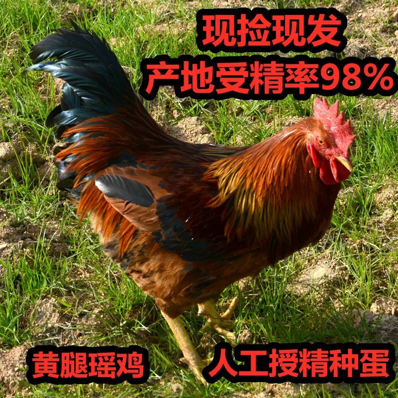 九斤黄大型受精种蛋孵化蛋人工授精产地受精率达到98以上