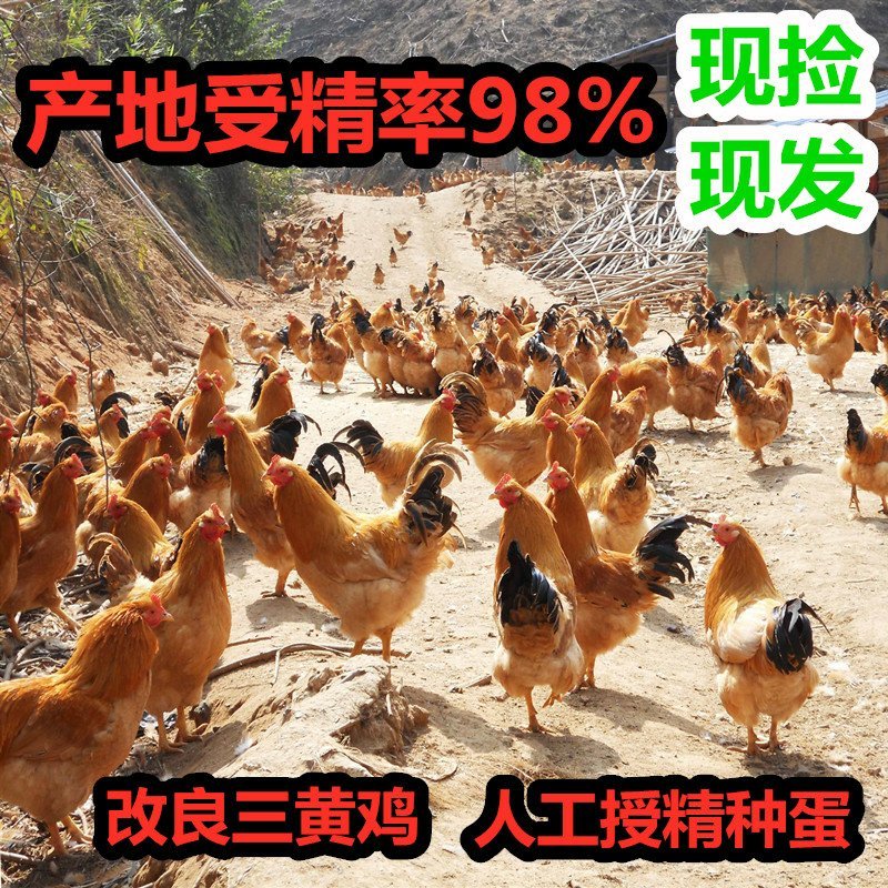 九斤黄大型受精种蛋孵化蛋人工授精产地受精率达到98以上