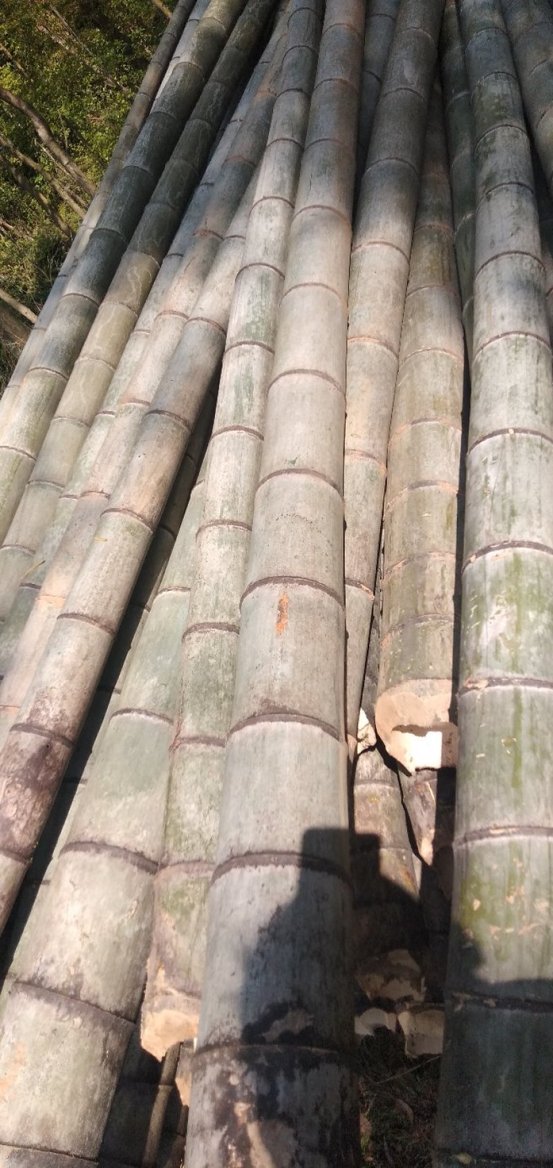 竹子（4至10年的老竹子，竹囊很厚）