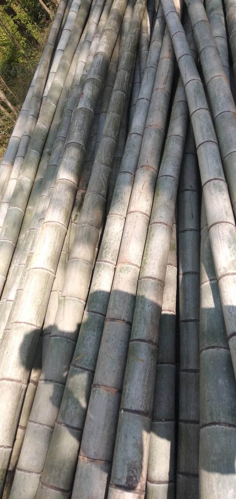 竹子（4至10年的老竹子，竹囊很厚）