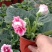 大岩桐芙蓉花基地直发