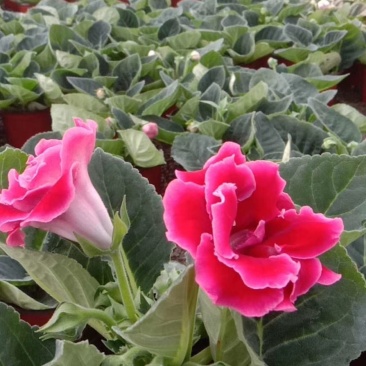 大岩桐芙蓉花基地直发