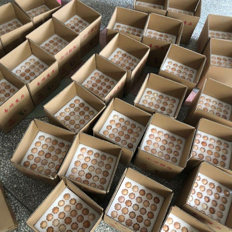 k9受精种蛋孵化蛋大麻鸡882改良品种人工授精包出壳