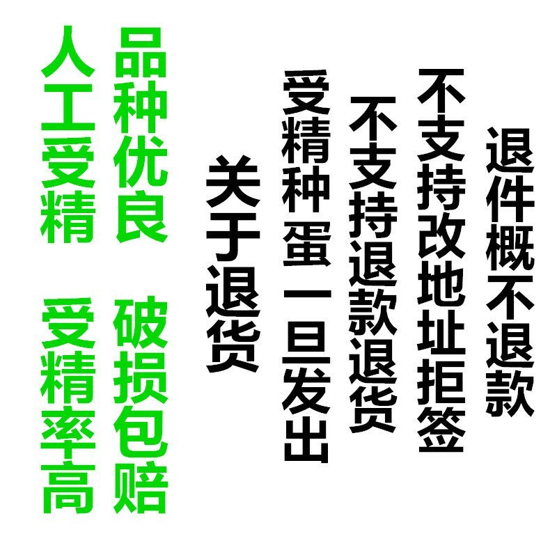 k9受精种蛋孵化蛋大麻鸡882改良品种人工授精包出壳