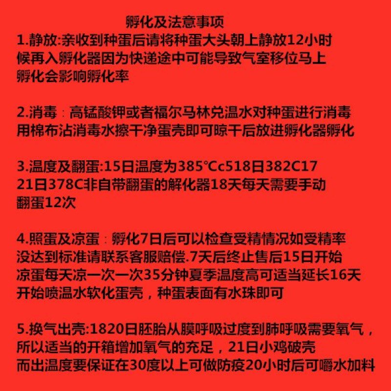 k9受精种蛋孵化蛋大麻鸡882改良品种人工授精包出壳