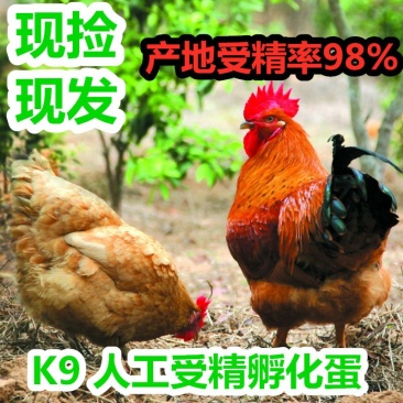 k9受精种蛋孵化蛋大麻鸡882改良品种人工授精包出壳
