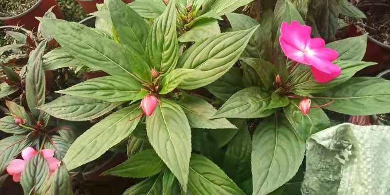 凤仙花盆栽基地直发