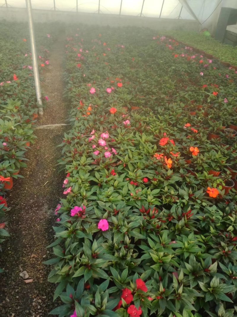 凤仙花盆栽基地直发