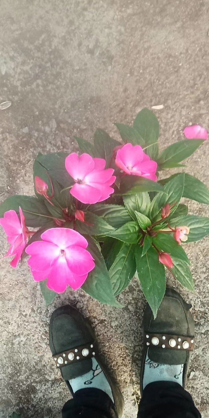 凤仙花盆栽基地直发