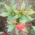 凤仙花盆栽基地直发