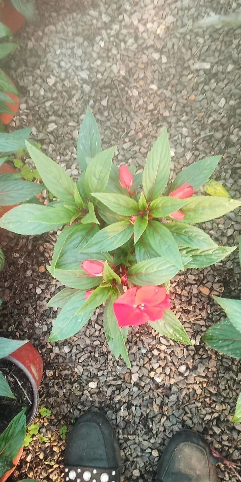凤仙花盆栽基地直发
