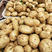 大西洋沃土五号土豆早大白兴佳种著提供新鲜土豆